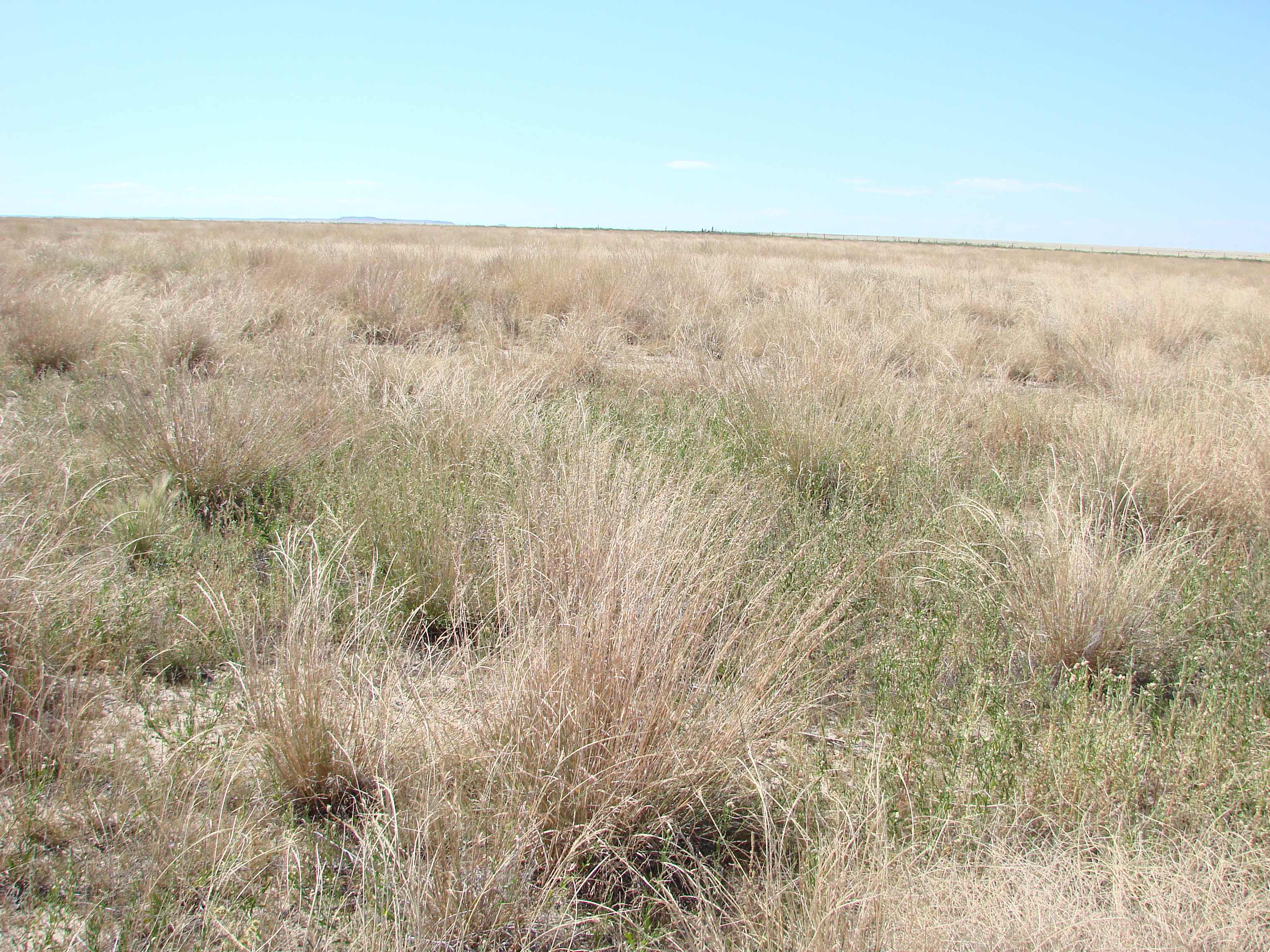 Revegetation Consulting and Inspection